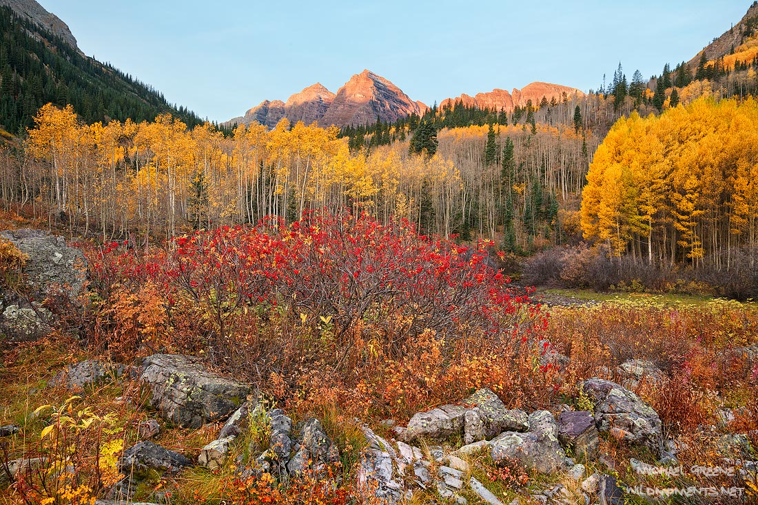 The mountains rejoice on a delightful autumn morning in the Maroon Bells - Snowmass Wilderness. This colorful image features...