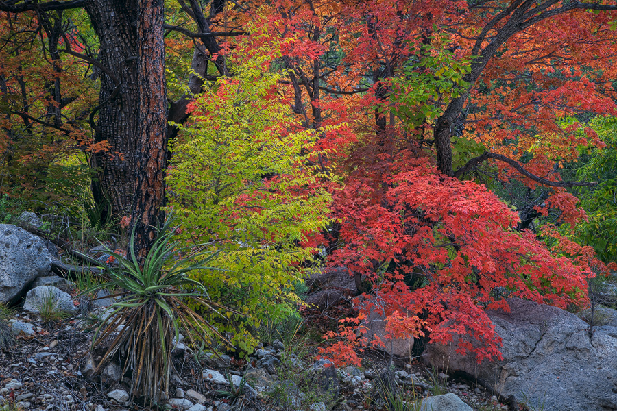 A beautiful display of autumn can be found while hiking along the Devil's Hall Trail in the Guadalupe Mountains National Park...