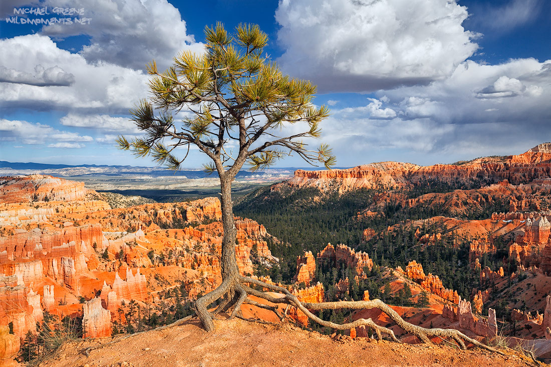 A weather tested pine tree thrives at the edge of Bryce Canyon and is adorned by dramatic clouds in Garfield County, UT.