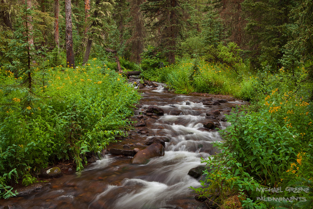 Prolific foliage decorates a picturesque creek in the South San Juan Wilderness located in South Central Colorado.