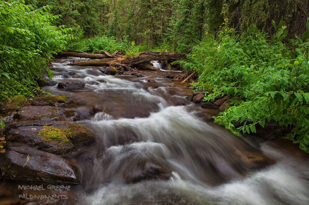 A tricky bushwack through deep, wet foliage was required to make this image of an unnamed creek in the South San Juan Wilderness...