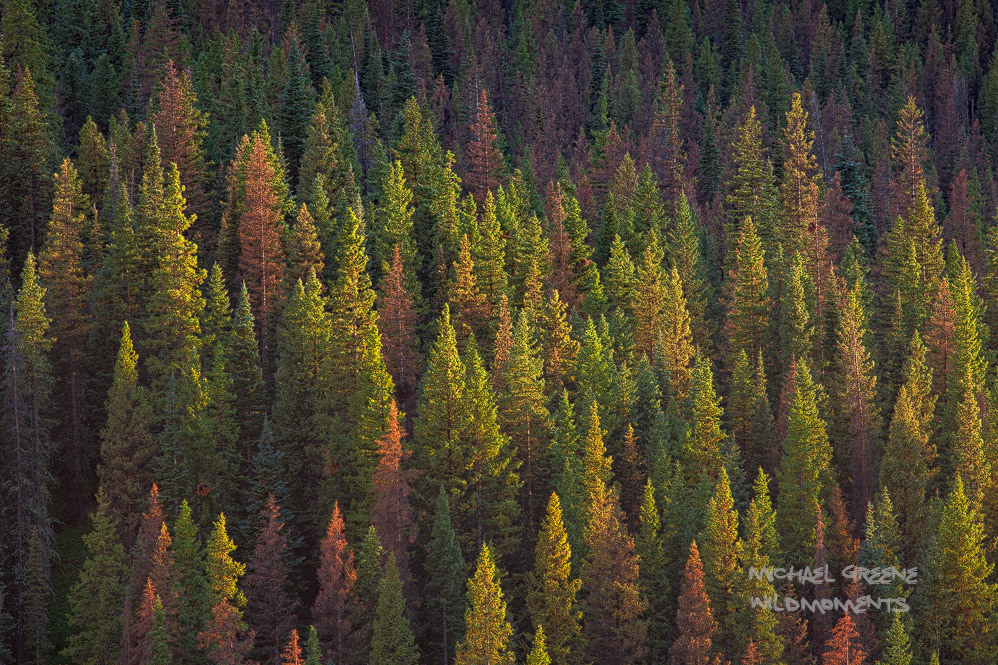 Storm light subtly illuminates a mountainside of conifers in varying stages of health allowing for the creation of a colorful...