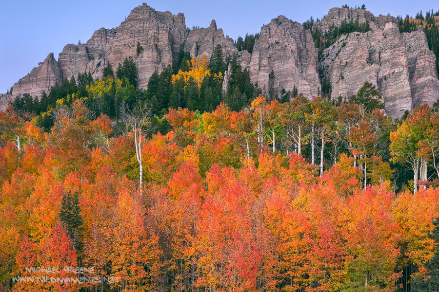 Towering cliffs hoover above a glowing grove of aspens during peak fall foliage in the Uncompahgre National Forest in SW CO near...