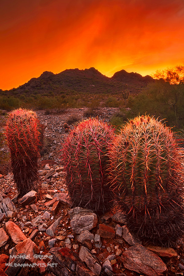 Incredible storm light illuminates the sky a bright orange red at sunset in the Phoenix Mountain Preserve in Central Phoenix...