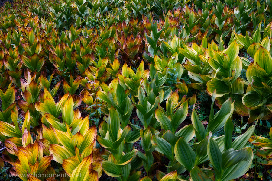 Corn lillies, also known as false hellebore are a poisonous plant located in the alpine environments of California, the Southwest...