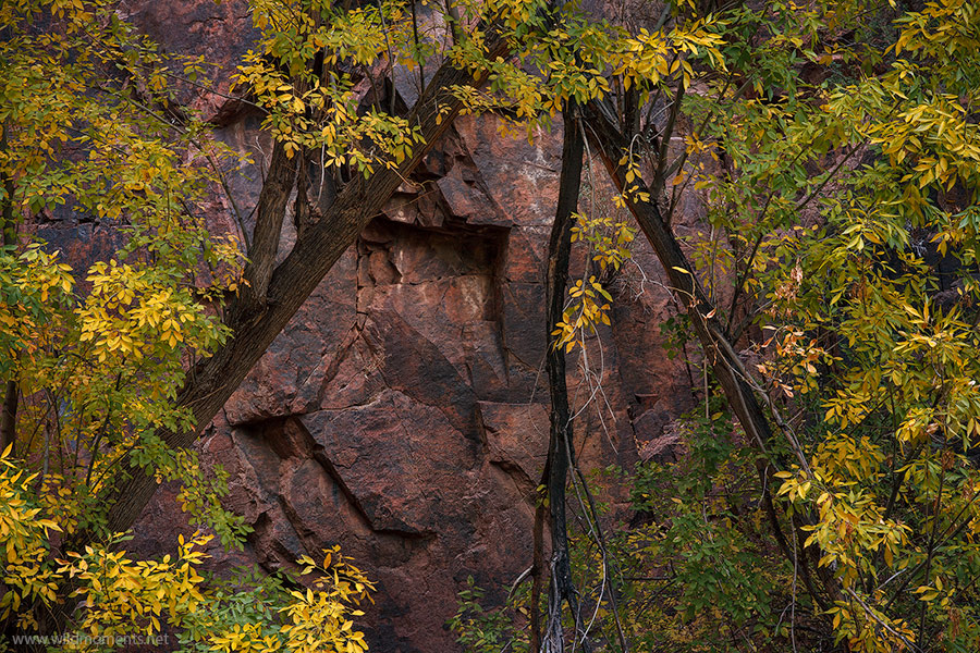 I was immediately captivated by the exquisite beauty of the rock walls in Aravaipa Canyon. Dramatic golden foliage showcases...