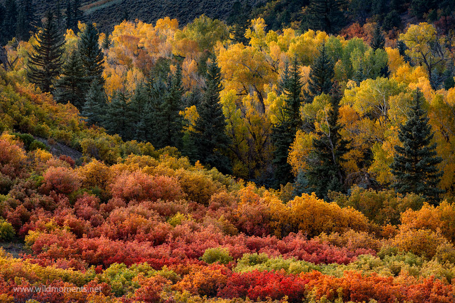 Incredible autumn color and ambient light create a mesmerizing scene of vibrancy. This area, near Owl Creek Pass, is decorated...