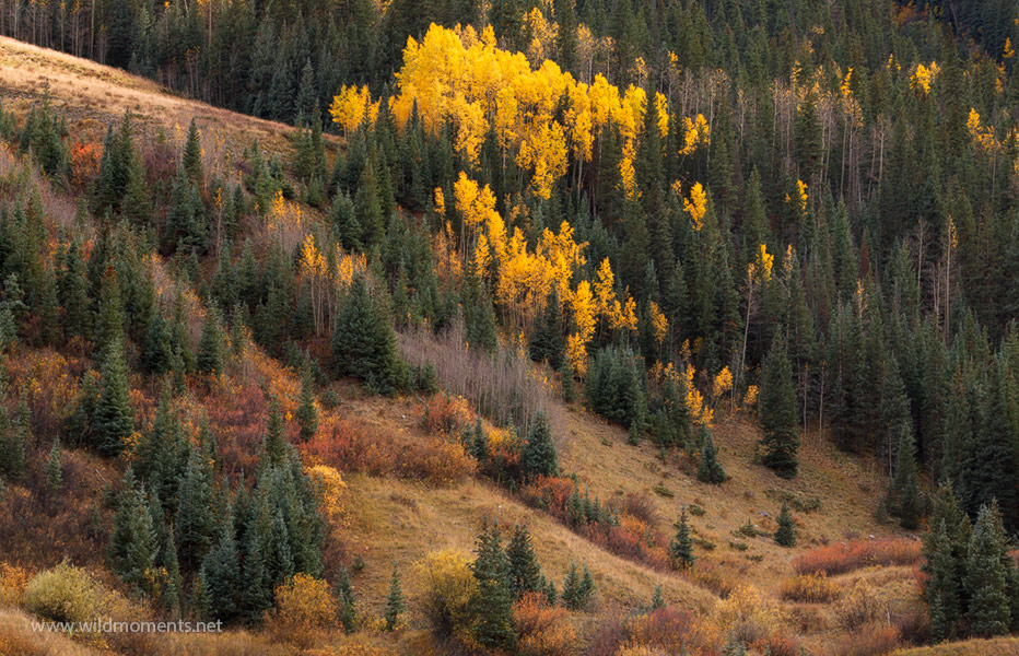 Hints of color in the mountain grasses near Silverton, CO mixed with pockets of gold allowed for some creative autumn photography...
