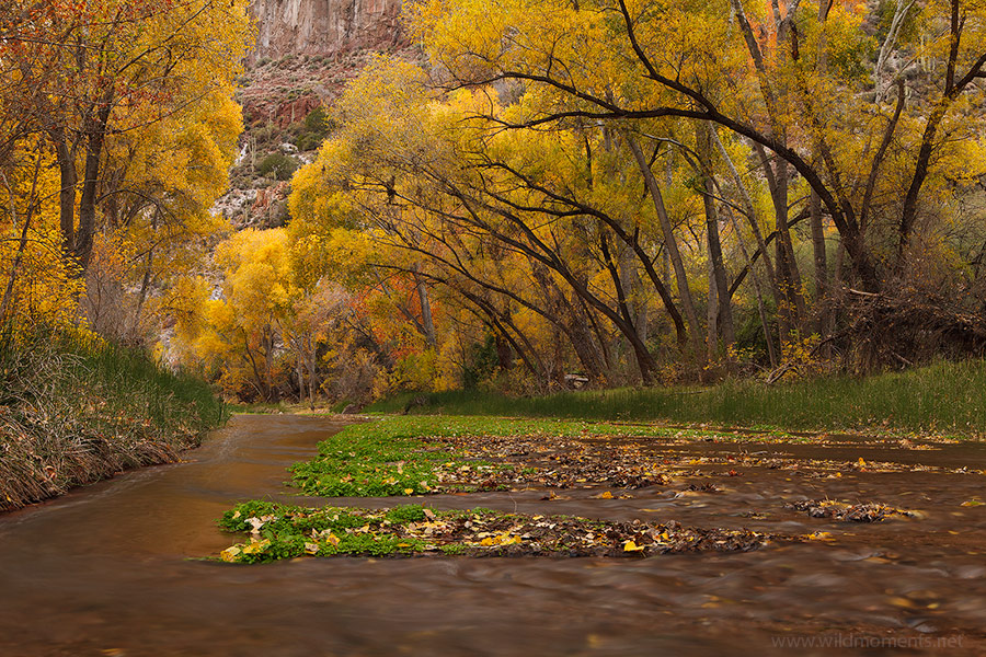 The repeating patterns of Cottonwood trees make this section of creek especially delightful. I distinctly remember enjoying the...