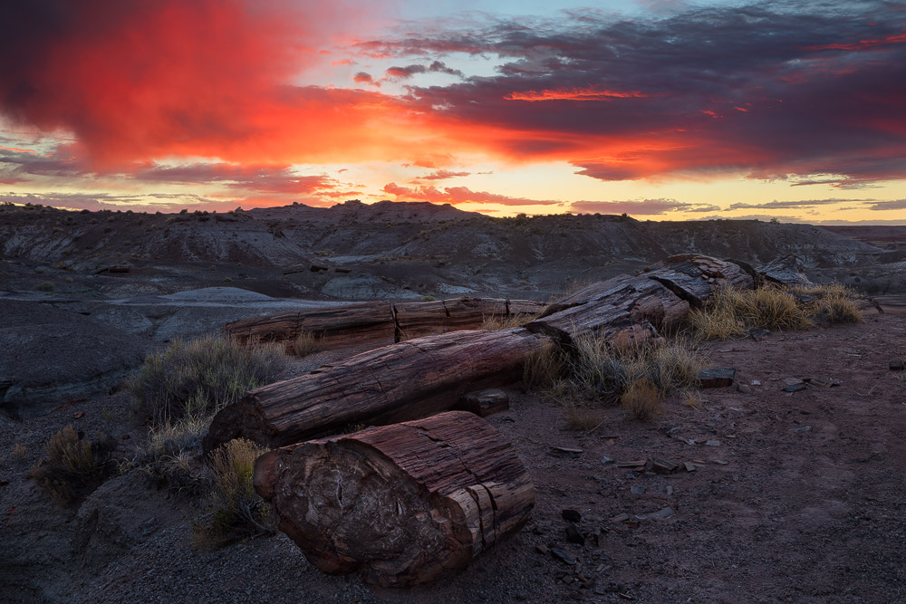 A stormy sunrise produced fiery color over the black forest and painted desert areas of the Petrified Forest National Park near...