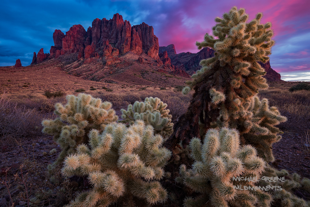 I captured this shot of a spectacular, yet fading sunset framed with chollas after hiking to the Flatiron Summit along the Siphon...