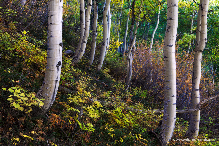 A spontaneous morning trip up the side of a steep mountain lead me to this beautiful micro scene of aspen trunks nestled in the...