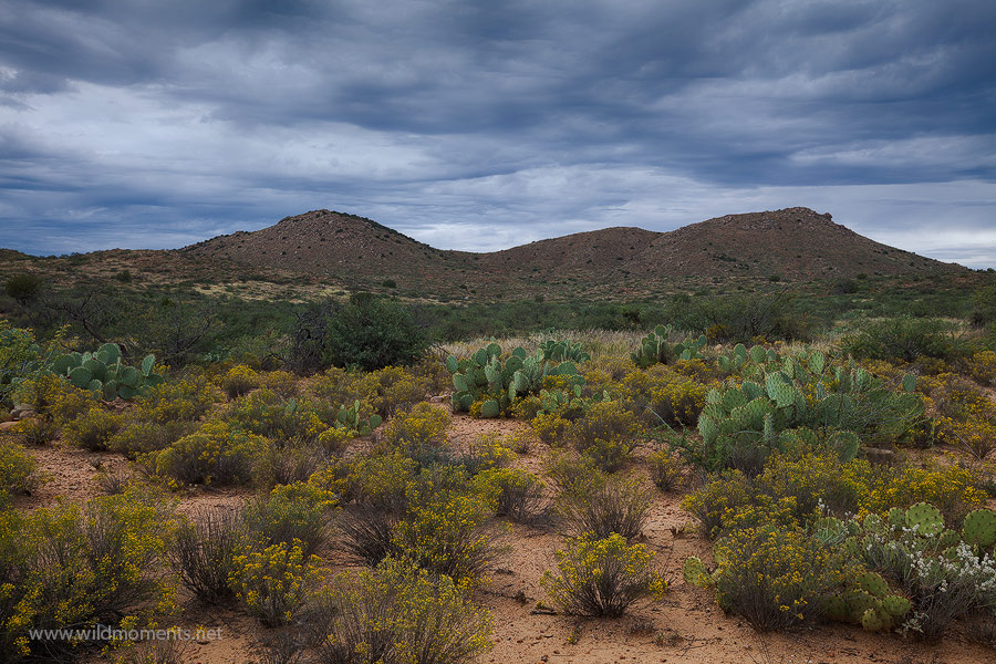 Prolific, blooming rabbitbrush dominate an otherwise barren landscape with dark, ominous skies completing this desert picture...