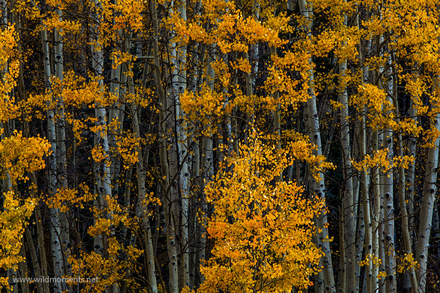 A particularly aesthetic group of aspens showing off during autumn's last days before the long, cold winter. This image's resolution...