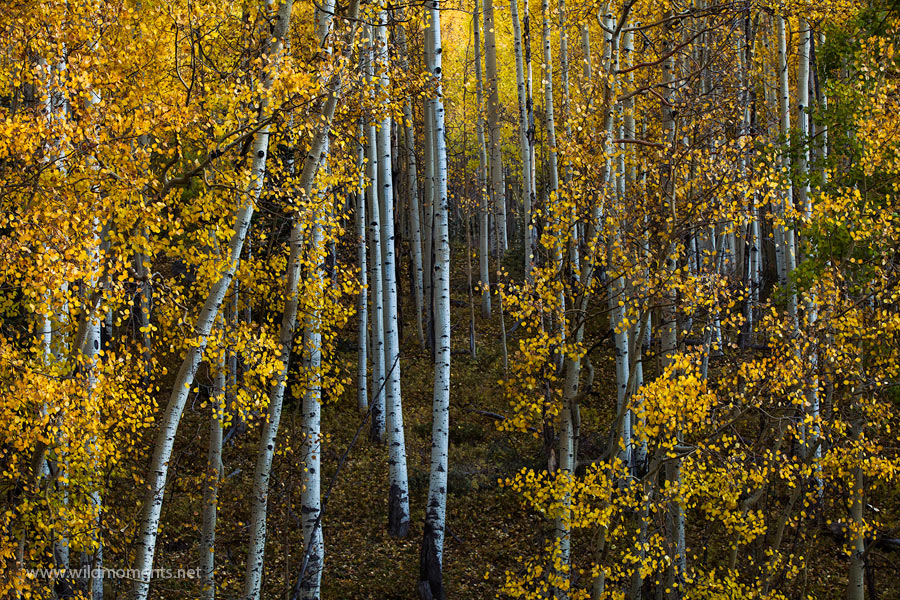 This was the first succesful image I made on my autumn trip to Colorado in early October of 2013. It was captured near Red Mountain...
