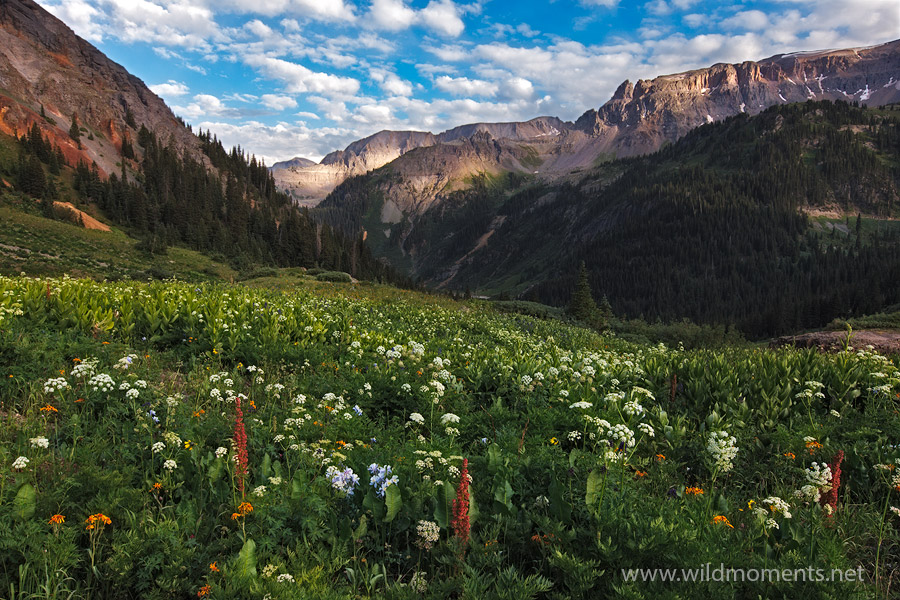 Dappled evening light decorates the peaks surrounding Govenor Basin captured from a prominent alpine garden in Yankee Boy Basin...