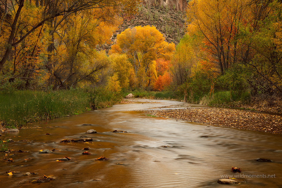 Prolific autumn colors (at least for Arizona) decorate the water's edge in the Aravaipa Canyon Wilderness. This wilderness is...