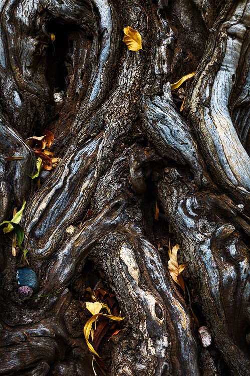 An intricate examination of a gnarled and twisted tree&nbsp;with nestled rocks and decorated with fallen leaves. Captured in...