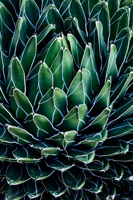 This image represents an up close and personal look at a small, healthy Agave parryi, also known as Parry's agave or mescal agave...