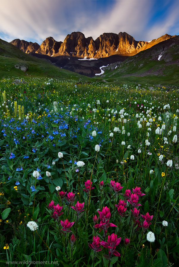 A stunning floral display of indian paint brush, bluebells, and bear grass accentuated by a glimpse of rare alpine light in American...