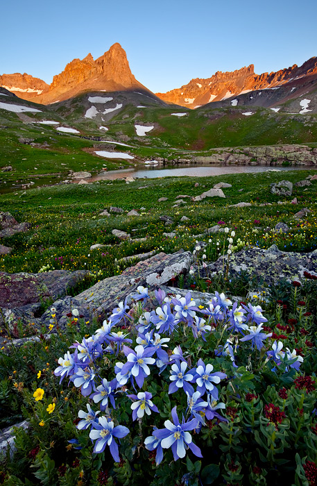 Alpenglow and Colorado Columbine set amidst the backdrop of a 13,750 ft. peak called the &quot;golden horn&quot; deep in the...