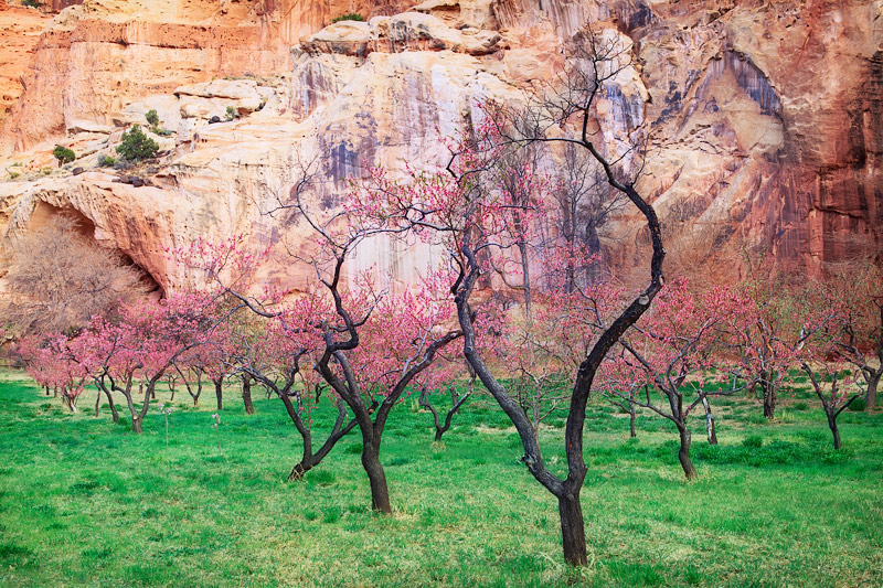 The orchards in Capitol Reef National Park were cultivated by Mormon&nbsp;settlers during the 1870's with the last family moving...
