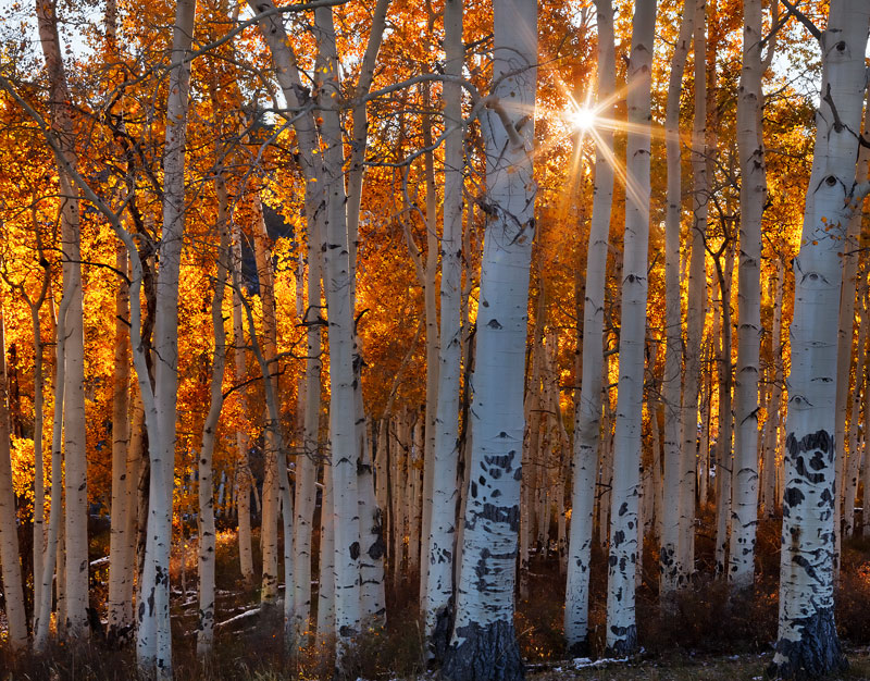 Sun beams burst through a small grove of golden aspen trees near the Dallas Divide shortly after sunrise.
