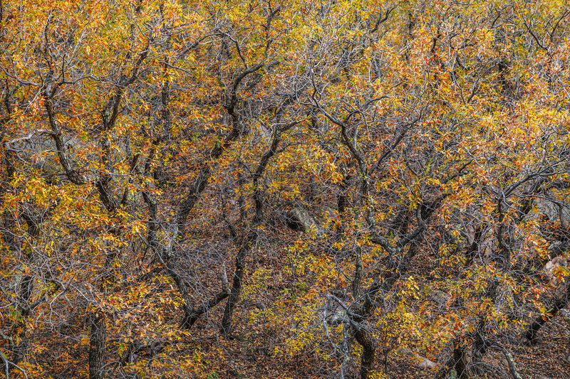 A rare canyon of peak foliage creates a unique&nbsp;natural abstract in the upper reaches of the Chiracuhua Mountains in Eastern...