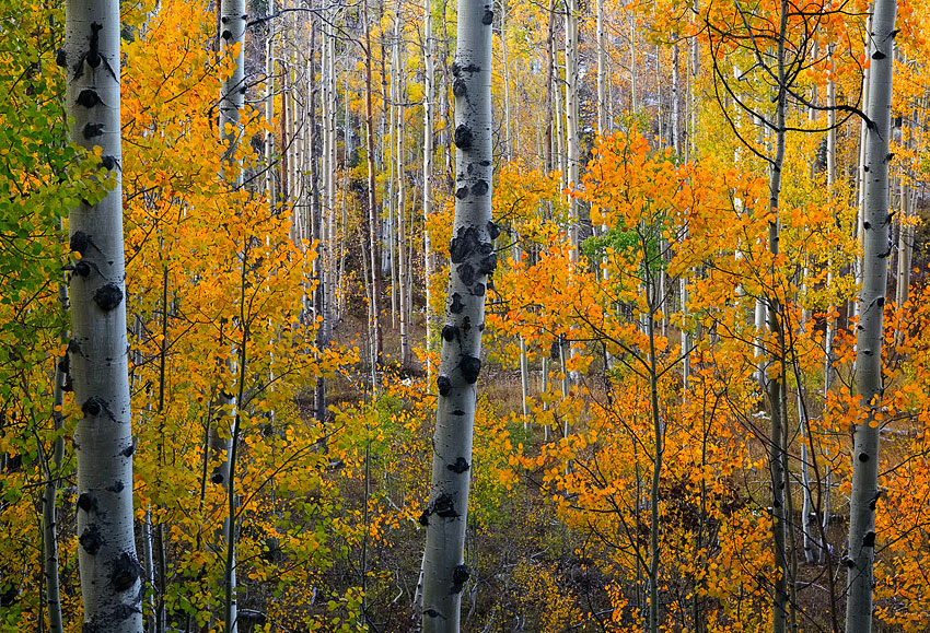 A rare glimpse past a wall of leaves into a forest of aspen trees captured during peak fall conditions with absolutely no wind...