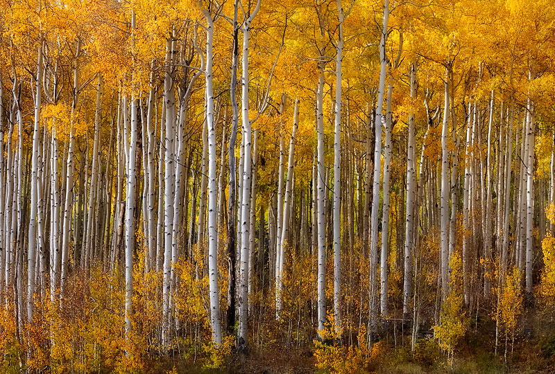 A prolific strand of aspen trees makes for wonderful photography during peak fall foliage and fast changing light conditions.