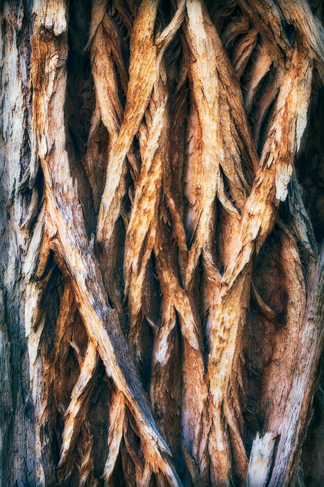 Criss crossing patterns mimick the shape of roots of an old growth cottonwood tree in Horseshoe Canyon, UT.