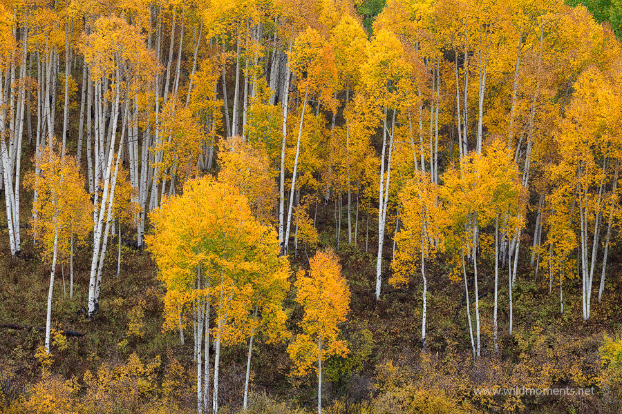Probably the best display of golden aspen color that I witnessed during my 2014 autumn visit captured in the heart of the Gunnison...