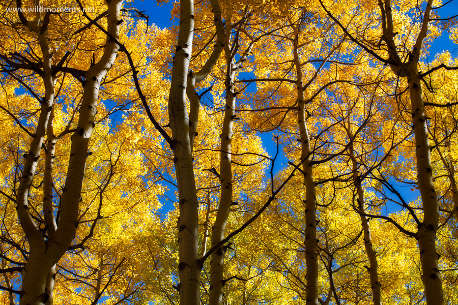 After discovering this group of aspen trees earlier in the summer I returned to this location several times to capture during...