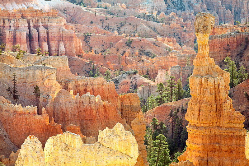 Backlit hodoos glow in mid morning light near Fairyland Vista at Bryce Canyon National Park in Utah.