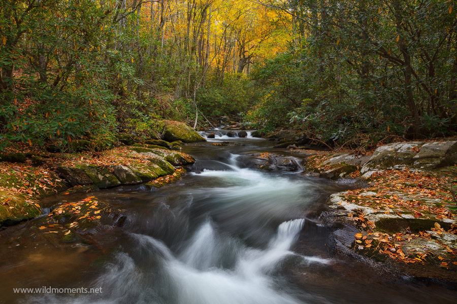 An autumn image of a particularly narrow and scenic portion of Rowland Creek located outside of Bryson City, NC and along the...