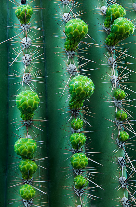 Saguaro cactus bulbs ready to burst during a prolific spring bloom. I was attracted to the round blooms on the linear cactus...