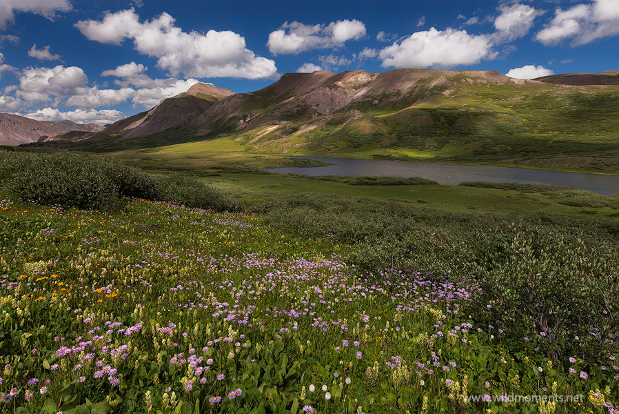 An amazing scene of aster, paintbrush, bear grass, and sneezeweed frame the foreground around Cataract Lake - bathed in the dappled...