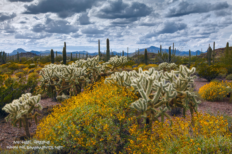 Deep views into Mexico are afforded in parts of Organ Pipe Cactus National Monument in Southern AZ.