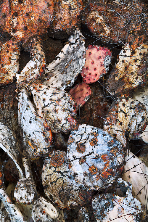 An abstract rendering of a very large cross section of decaying&nbsp;prickly pear cacti. These colors of death are perfectly...