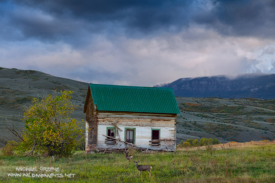 I was not expecting a pair of deer to wander into shot as I was in love the looks of this old barn. The sky was also stunningly...