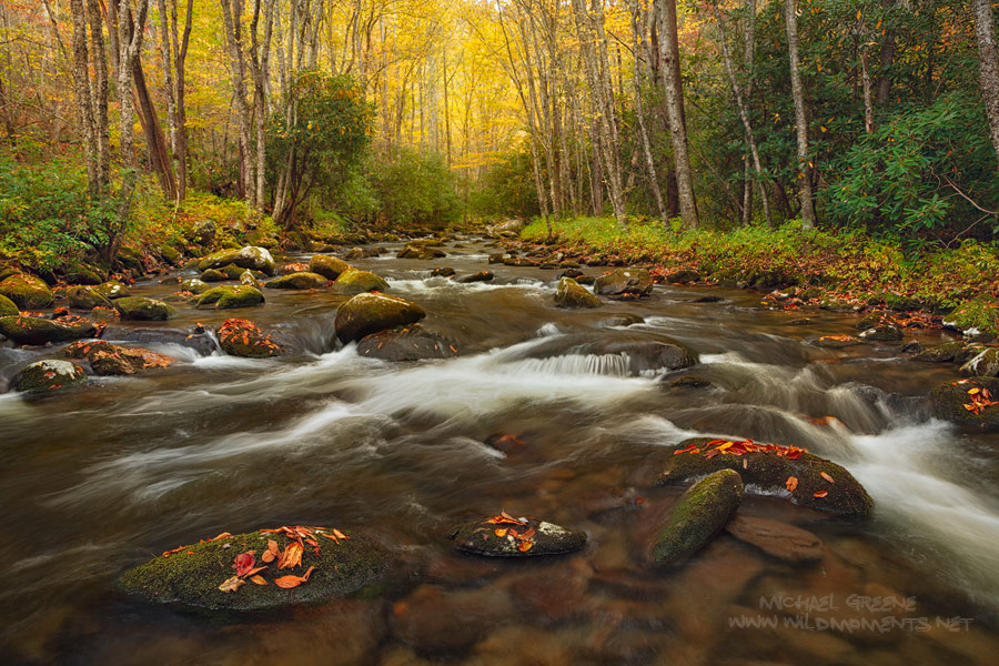 I had to get my feet wet for this particular autumn image and the water was ice cold. You are looking at Rowland Creek located...