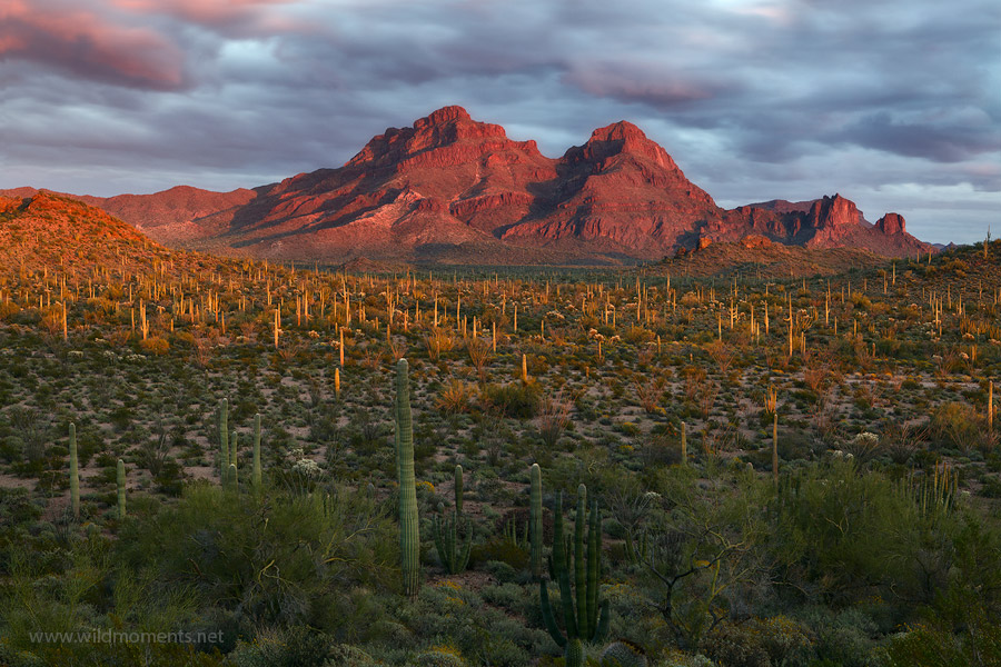 Last light shines across the Sonoran Desert and on the Diaz Spire (3892 ft.) in the Ajo Mountains near the AZ-Mexico border.