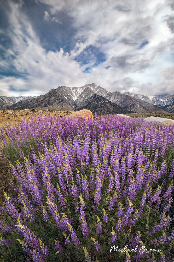 Record-sized bush lupine captured on a stormy afternoon in the Alabama Hills near Lone Pine, California. Pictured in the background...