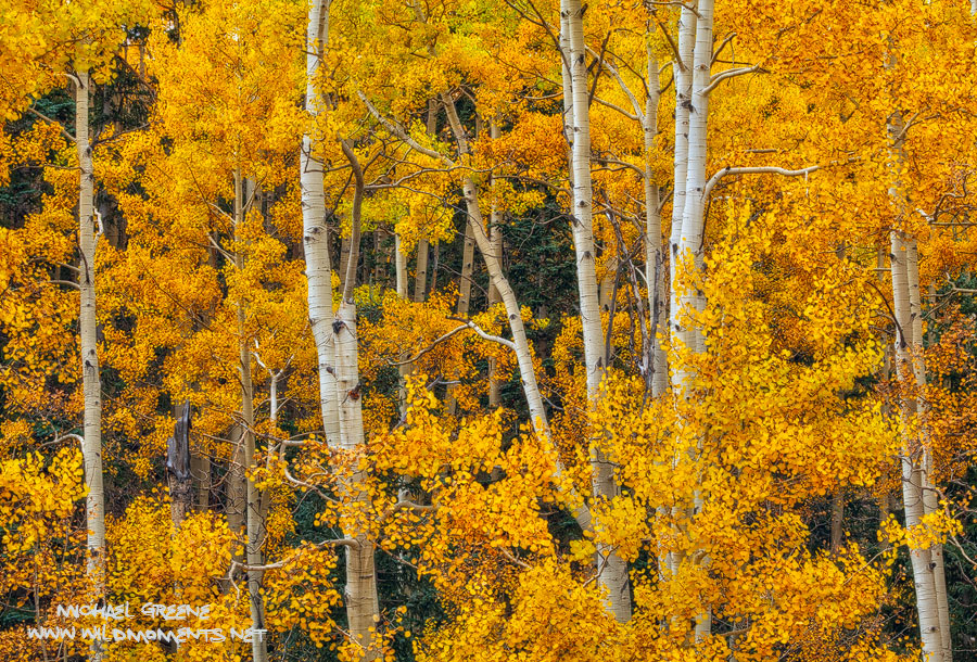 Dramatic, golden foliage of aspen trees form a tight canopy in the high mountains of Lockett Meadow near Flagstaff, Arizona....