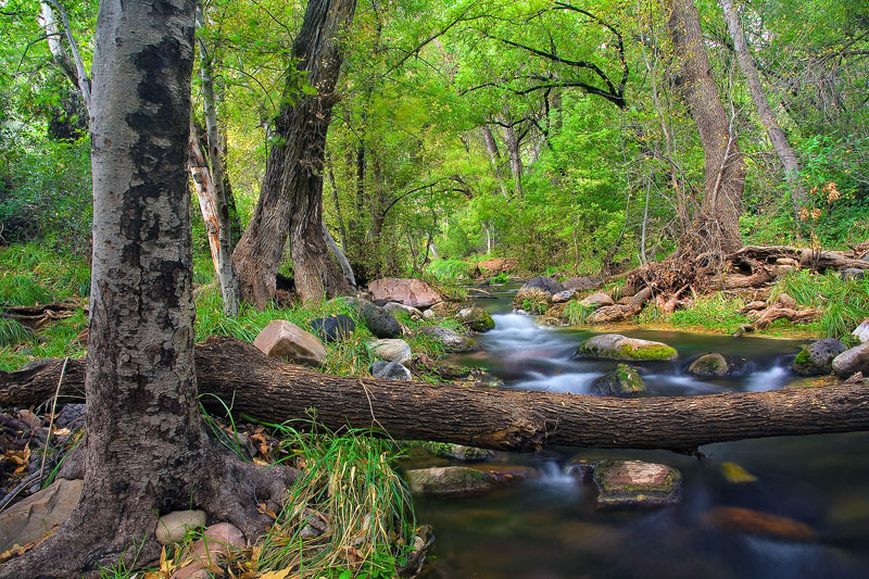 Streams truly come alive in the Fossil Springs Wilderness where underground springs pump out water at a rate of 20,000 gallons...