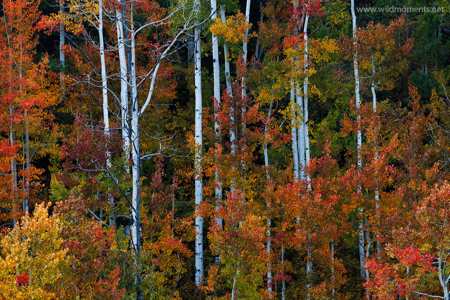 Definitely the most colorful and awe striking color amongst aspens I witnessed on my 2013 autumn Colorado trip. I would have...