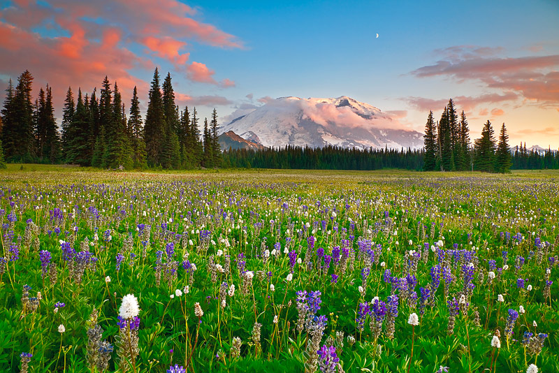 An incredible sunset on Mount Rainier with a proliferation of wildflowers in an area called Grand Park. This is a difficult area...