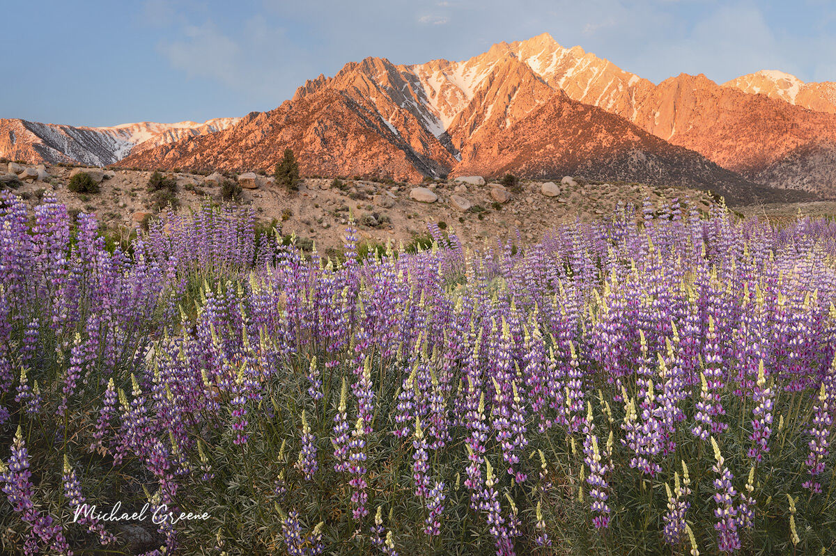 Record-sized bush lupine captured on a clear morning in the Alabama Hills near Lone Pine, California. Pictured in the background...