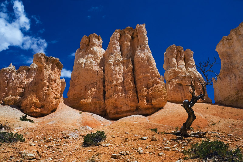 Set against magnificent blue skies, a&nbsp;small, wind swept tree distinguishes the scene of eroded sandstone hoodoos sitting...