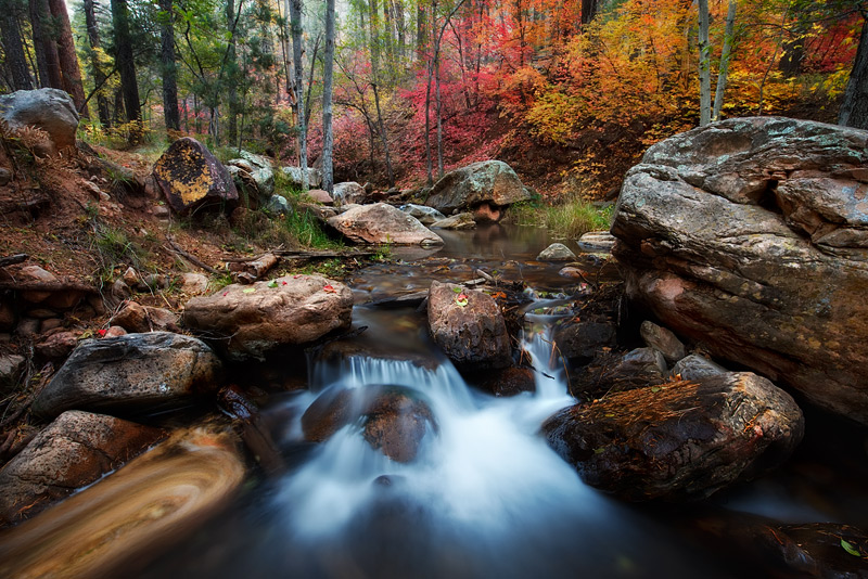 The tranquil forest near Horton Springs comes explodes with color for a short time in the fall. With each passing year the dynamic...